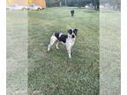 Catahoula Leopard Dog Mix DOG FOR ADOPTION RGADN-1340329 - Moses - Catahoula