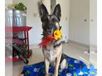 German Shepherd Dog DOG FOR ADOPTION RGADN-1340349 - ROSE - German Shepherd Dog