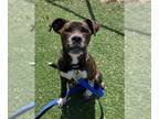 Boxer DOG FOR ADOPTION RGADN-1340412 - MERCURY - Boxer (medium coat) Dog For