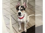 Bull Terrier-Pointer Mix DOG FOR ADOPTION RGADN-1340441 - Pippa - Pointer / Bull