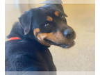 Rottweiler DOG FOR ADOPTION RGADN-1340442 - Hazel - Rottweiler (short coat) Dog