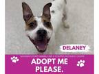 American Pit Bull Terrier Mix DOG FOR ADOPTION RGADN-1340459 - DELANEY - Pit