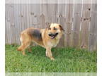 Golden Shepherd DOG FOR ADOPTION RGADN-1340500 - Valentina - Golden Retriever /