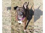 American Pit Bull Terrier Mix DOG FOR ADOPTION RGADN-1340567 - Dutches -