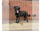 Mastiff Mix DOG FOR ADOPTION RGADN-1340642 - Ralph - Mastiff / Mixed Dog For