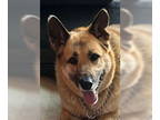 German Shepherd Dog DOG FOR ADOPTION RGADN-1340682 - Cersei - German Shepherd