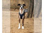 Boxer DOG FOR ADOPTION RGADN-1340723 - Deuce Biggalow - Boxer Dog For Adoption