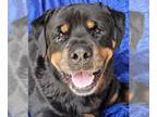 Rottweiler DOG FOR ADOPTION RGADN-1340744 - Rocky Conklin - Rottweiler (short