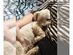 Lhasa Apso Mix DOG FOR ADOPTION RGADN-1340754 - Billy - Lhasa Apso / Mixed