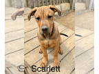 Mastiff Mix DOG FOR ADOPTION RGADN-1340777 - Scarlett - Mountain Dog / Mastiff /