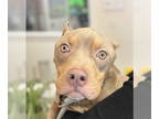 American Pit Bull Terrier DOG FOR ADOPTION RGADN-1340809 - Humphrey - American