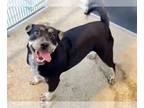 Staffordshire Bull Terrier Mix DOG FOR ADOPTION RGADN-1340816 - GLOW -