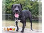 Labrador Retriever DOG FOR ADOPTION RGADN-1340871 - JUNE BUG - Labrador