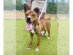 Plott Hound Mix DOG FOR ADOPTION RGADN-1340967 - PIPPA - Plott Hound / Mixed