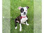 Boston Terrier Mix DOG FOR ADOPTION RGADN-1340992 - Darla - Boston Terrier /