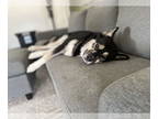 Australian Shepherd-Huskies Mix DOG FOR ADOPTION RGADN-1341059 - JASON (COURTESY