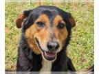 Australian Shepherd Mix DOG FOR ADOPTION RGADN-1341199 - Romeo - Australian