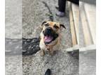 Black Mouth Cur-Mastiff Mix DOG FOR ADOPTION RGADN-1341273 - MUTTLEY CRUE -