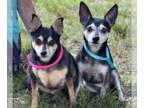 Miniature Pinscher DOG FOR ADOPTION RGADN-1341275 - Hope and JoJo - Miniature