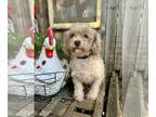 Poodle (Miniature) DOG FOR ADOPTION RGADN-1341291 - Pippy - Poodle (Miniature)