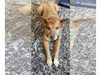 German Shepherd Dog-Shiba Inu Mix DOG FOR ADOPTION RGADN-1341355 - Leroy - Shiba