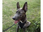 Dutch Shepherd Mix DOG FOR ADOPTION RGADN-1341404 - Gebby - Dutch Shepherd /