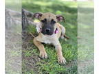 Black Mouth Cur-Rhodesian Ridgeback Mix DOG FOR ADOPTION RGADN-1341405 - Tess -