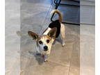 Jack Chi DOG FOR ADOPTION RGADN-1341436 - Archie - Jack Russell Terrier /