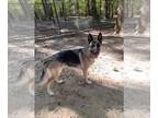 German Shepherd Dog DOG FOR ADOPTION RGADN-1341487 - Gabbi - German Shepherd Dog