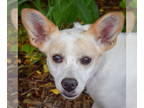 Corillon DOG FOR ADOPTION RGADN-1341665 - Georgia - Papillon / Corgi / Mixed