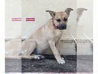 Boxer Mix DOG FOR ADOPTION RGADN-1341771 - BUBBA - Boxer / Mixed (short coat)