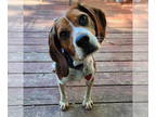 Beagle DOG FOR ADOPTION RGADN-1341806 - Poppy - Beagle (short coat) Dog For