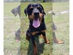 Rottweiler DOG FOR ADOPTION RGADN-1341873 - Harley - Rottweiler (short coat) Dog