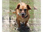 Doxle DOG FOR ADOPTION RGADN-1341902 - Ginger - Dachshund / Beagle / Mixed