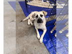 German Shepherd Dog-Great Pyrenees Mix DOG FOR ADOPTION RGADN-1341922 - Mama