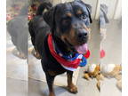 Rottweiler DOG FOR ADOPTION RGADN-1341924 - Tildy - Rottweiler Dog For Adoption