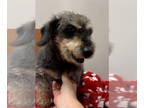 Dachshund DOG FOR ADOPTION RGADN-1341935 - Mustang Sally - Dachshund (short