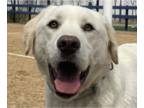 Labrador Retriever Mix DOG FOR ADOPTION RGADN-1341998 - Cody - Labrador