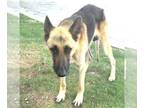 German Shepherd Dog DOG FOR ADOPTION RGADN-1342018 - LONGUM - German Shepherd