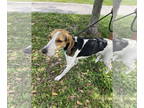 Treeing Walker Coonhound DOG FOR ADOPTION RGADN-1342096 - Wallace *TRAINING CAMP