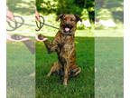 Mountain Cur Mix DOG FOR ADOPTION RGADN-1342169 - Sienna - Mountain Cur / Mixed