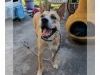 Akita Mix DOG FOR ADOPTION RGADN-1342301 - Miss Josey Joe - Shepherd / Akita /