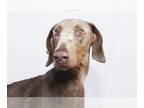 Doberman Pinscher DOG FOR ADOPTION RGADN-1342325 - DENVER - Doberman Pinscher