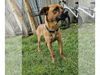 Boxer Mix DOG FOR ADOPTION RGADN-1342373 - Cardinal - Boxer / Mixed (short coat)