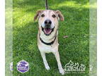 Siberian Husky Mix DOG FOR ADOPTION RGADN-1342446 - LEMON - Siberian Husky /