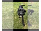 Labradoodle DOG FOR ADOPTION RGADN-1342489 - Rue - Labrador Retriever / Poodle