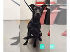 Border Terrier-Labrador Retriever Mix DOG FOR ADOPTION RGADN-1342517 - AJ -