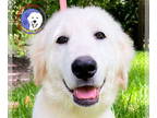 Great Pyrenees DOG FOR ADOPTION RGADN-1342619 - Willa - Great Pyrenees (long