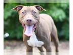 American Staffordshire Terrier DOG FOR ADOPTION RGADN-1342633 - BENSON -