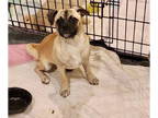 Pug Mix DOG FOR ADOPTION RGADN-1342658 - Bugsy - Pug / Mixed Dog For Adoption